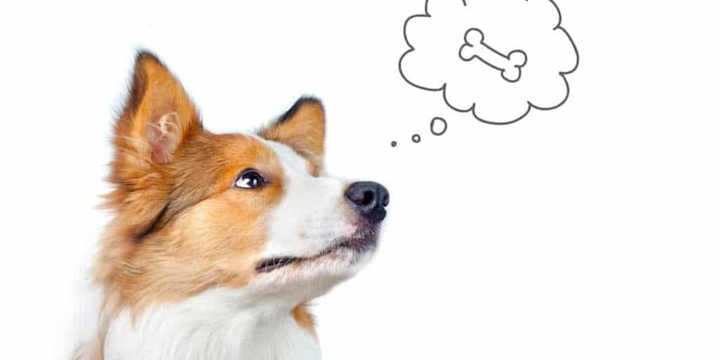 Dog Training Resources Clever Canines Training Sault Ste. Marie